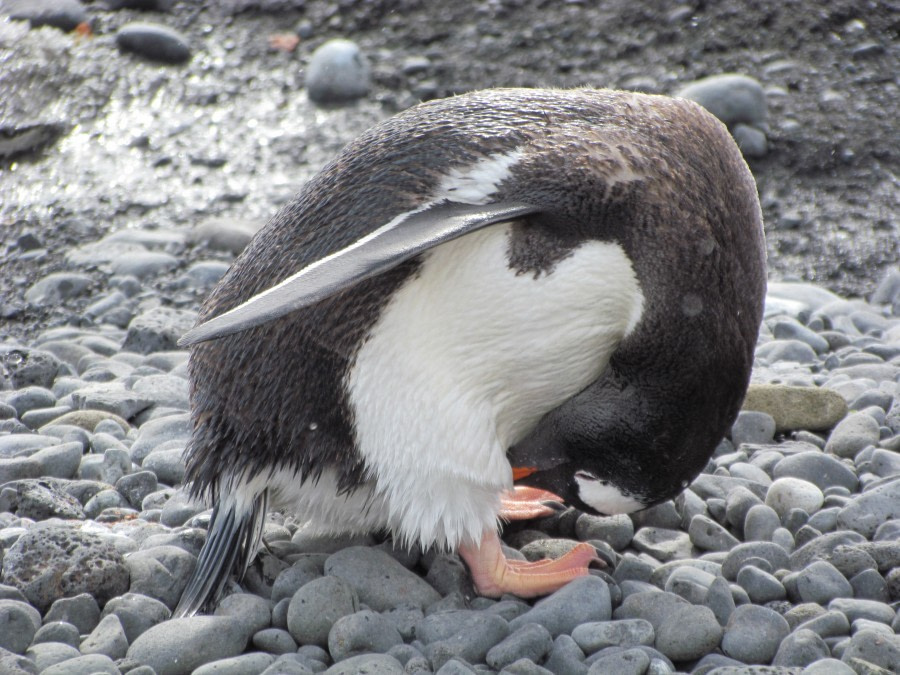 Cuverville Island and Paradise Harbour, Antarctica