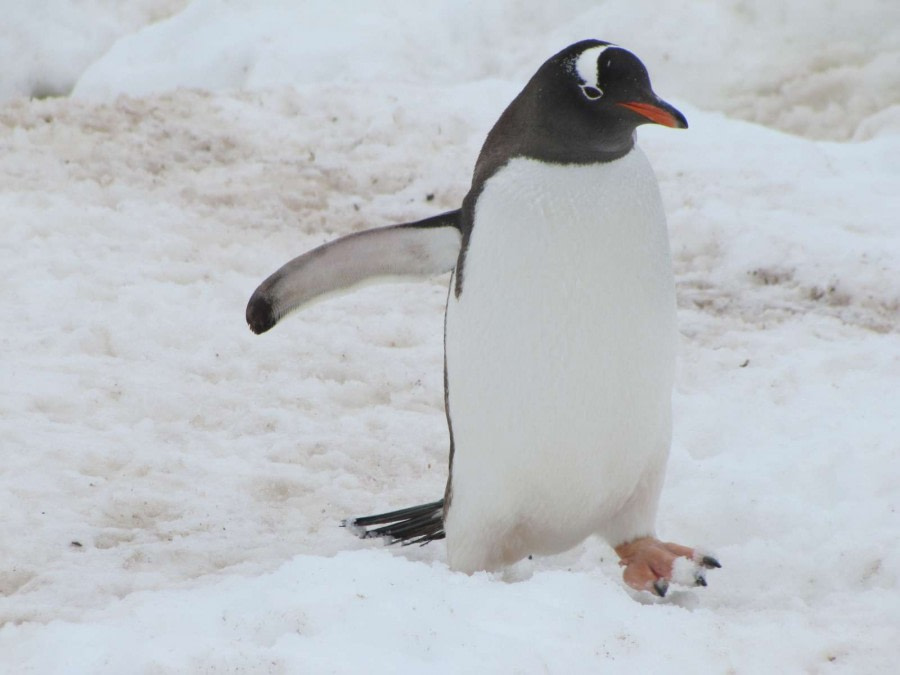 OTL28-18_Cuverville Island penguins 4 © Oceanwide Expeditions.jpg