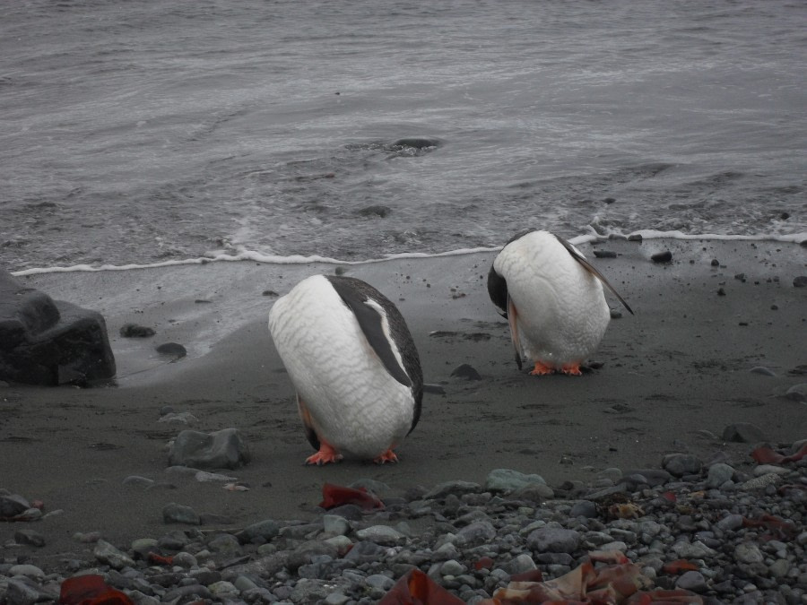 Mikkelsen Harbour and Portal Point, Antarctica