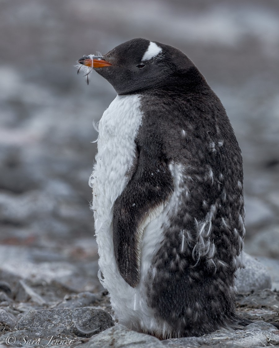 OTL28-18_penguin molting © Oceanwide Expeditions.jpg