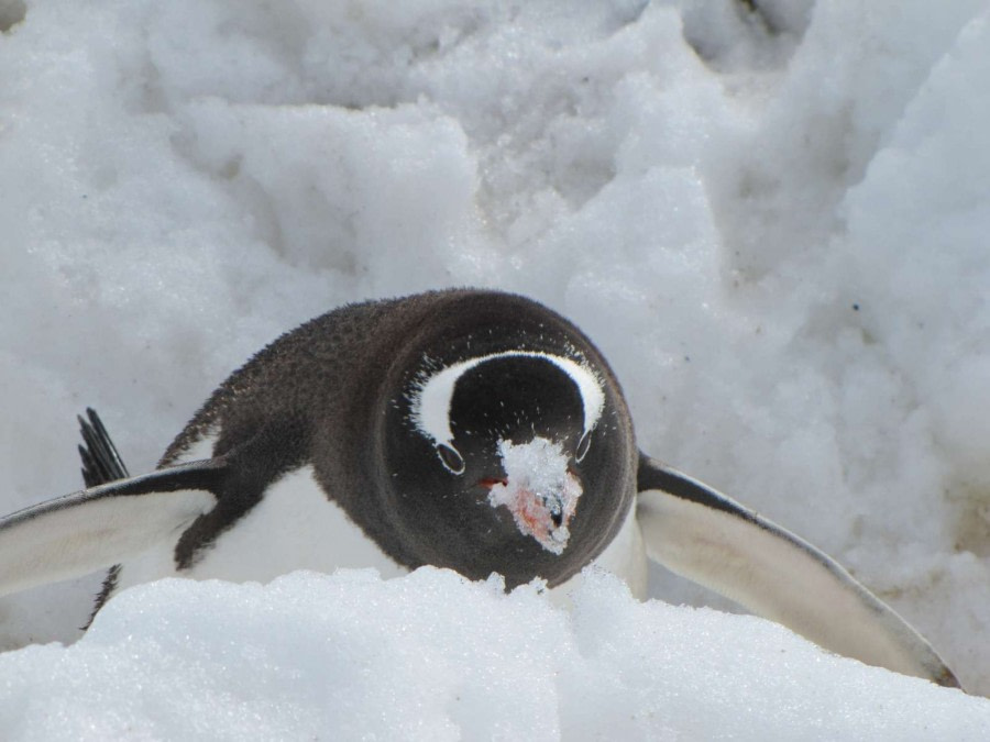 OTL28-18_Neko penguins 5 © Oceanwide Expeditions.jpg