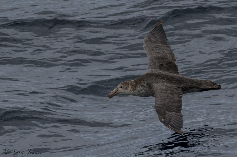 OTL28-18_bird © Oceanwide Expeditions.jpg