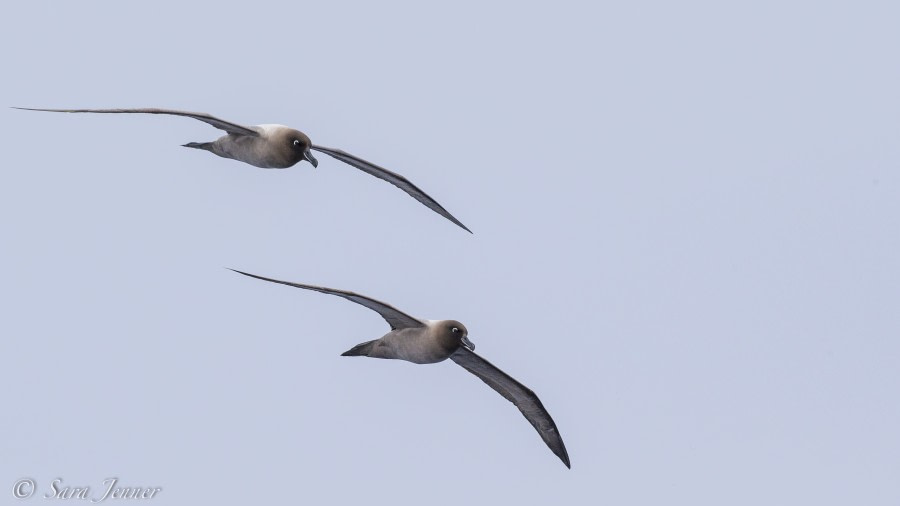 At Sea, Drake Passage towards Antarctica