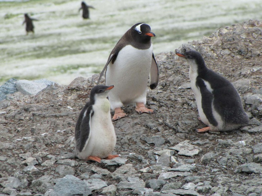 OTL28-18_Danco penguins 2 © Oceanwide Expeditions.jpg