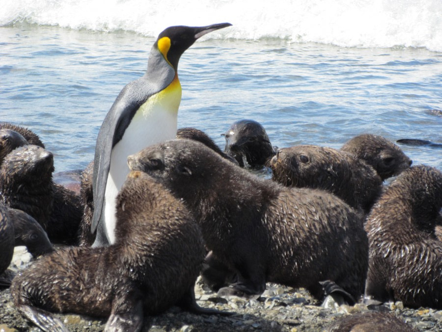 Shackleton Walk, Stromness and Grytviken, South Georgia