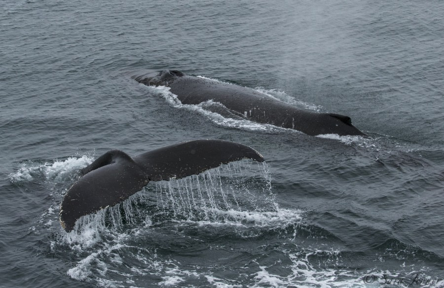 antarctic animals whales