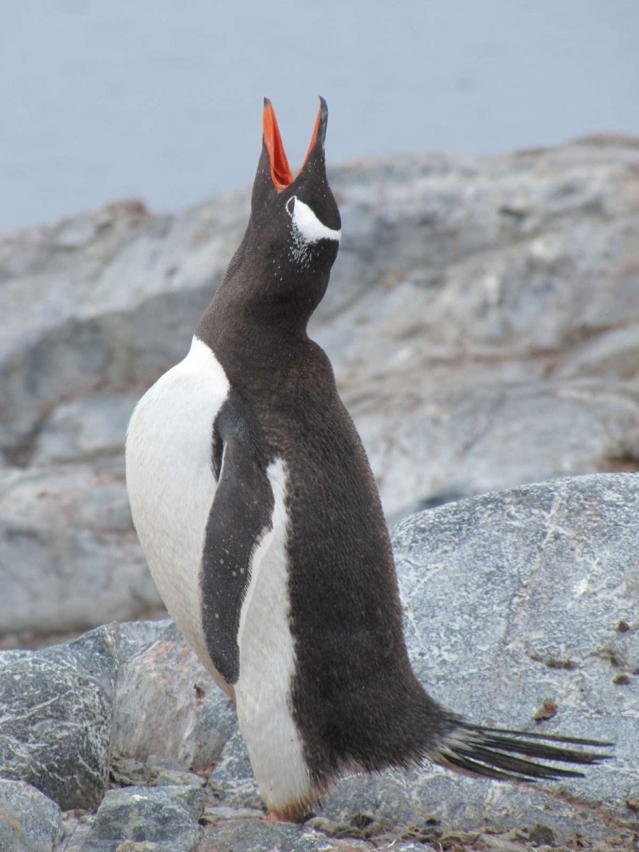 OTL28-18_Cuverville Island penguins 3 © Oceanwide Expeditions.jpg