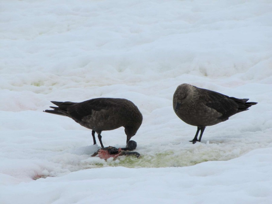 OTL28-18_Danco skuas © Oceanwide Expeditions.jpg