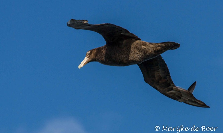 PLA27-18_Southern giant petrel_20171110-IMG_7016_Marijke de Boer © Oceanwide Expeditions.jpg