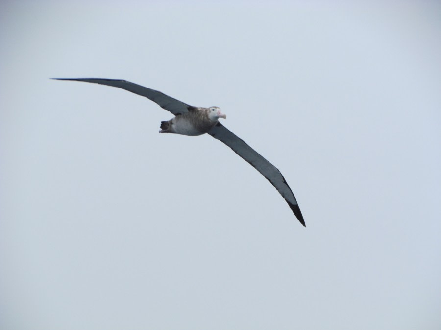 At Sea in the Drake Passage