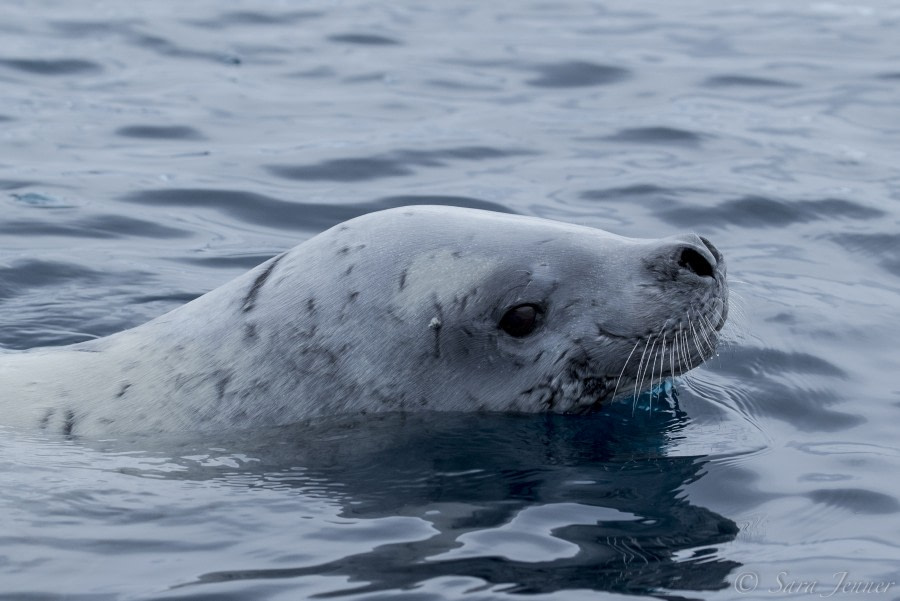 OTL28-18_seal 57 © Oceanwide Expeditions.jpg