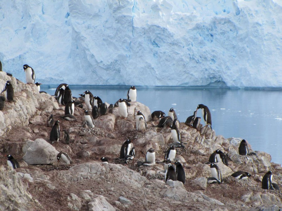 OTL28-18_Neko penguins 1 © Oceanwide Expeditions.jpg