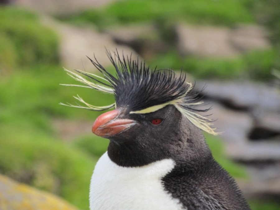 Carcass and Saunders Islands, Falkland Islands