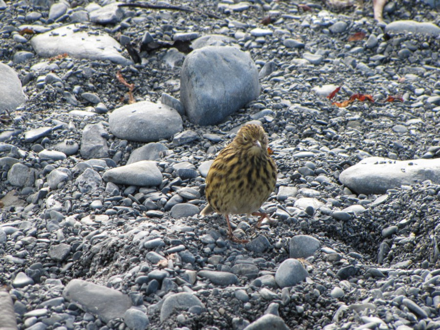 OTL29-18 Day 2 Prion Island pipit © Oceanwide Expeditions.JPG