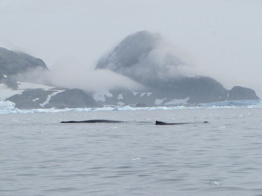 OTL29-18 Day 15 Cierva Cove whales © Oceanwide Expeditions.JPG