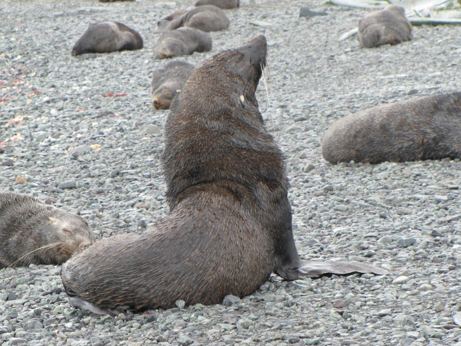 OTL29-18 Day 15 Mikkelsen Fur seal © Oceanwide Expeditions.JPG