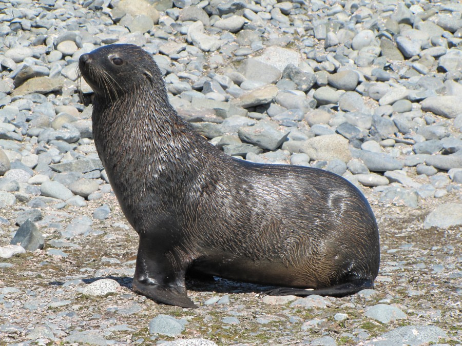 OTL29-18 Day 16 Half Moon Fur seal 2 © Oceanwide Expeditions.JPG