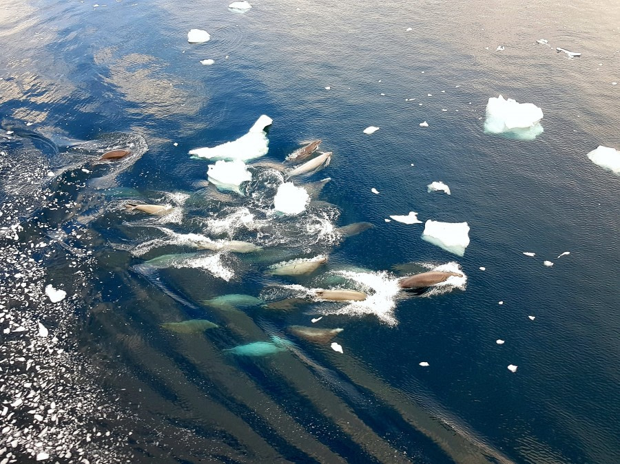 Lemaire Channel & Pleneau Island & Petermann Island