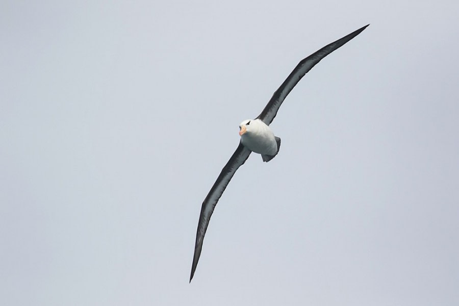 At Sea, Drake Passage