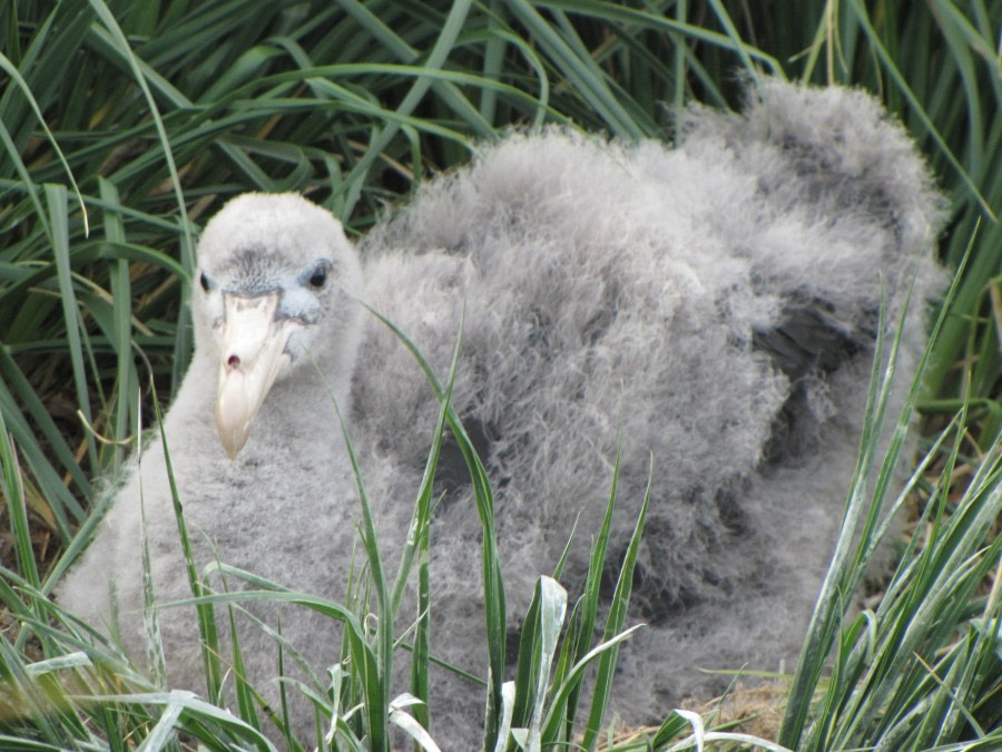 OTL29-18 Day 9 Ocean Harbour Giant petrel chick.JPG