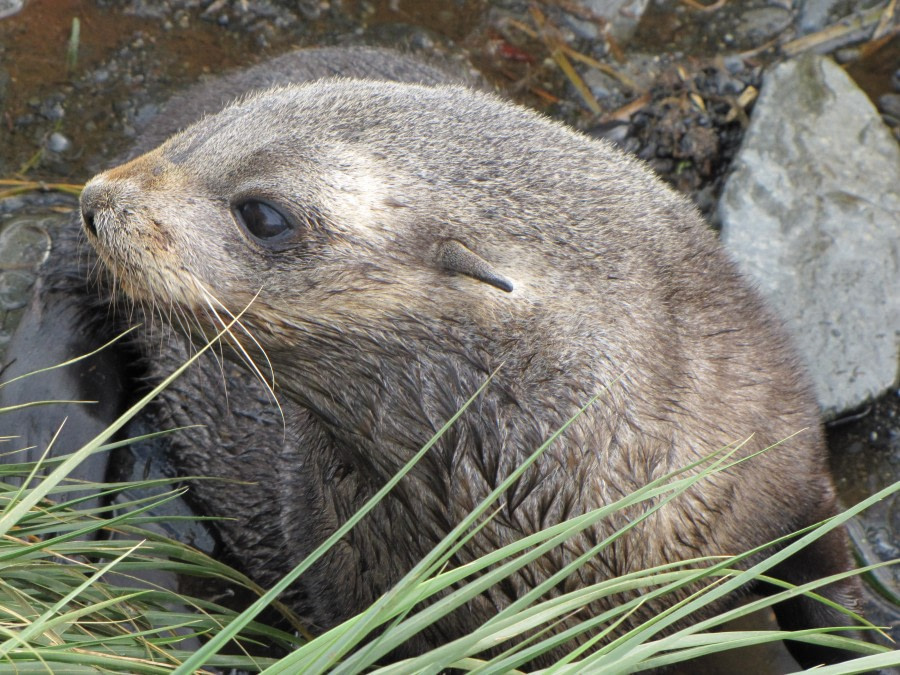 OTL29-18 Day 2 Prion Island Fur seal 3 © Oceanwide Expeditions.JPG