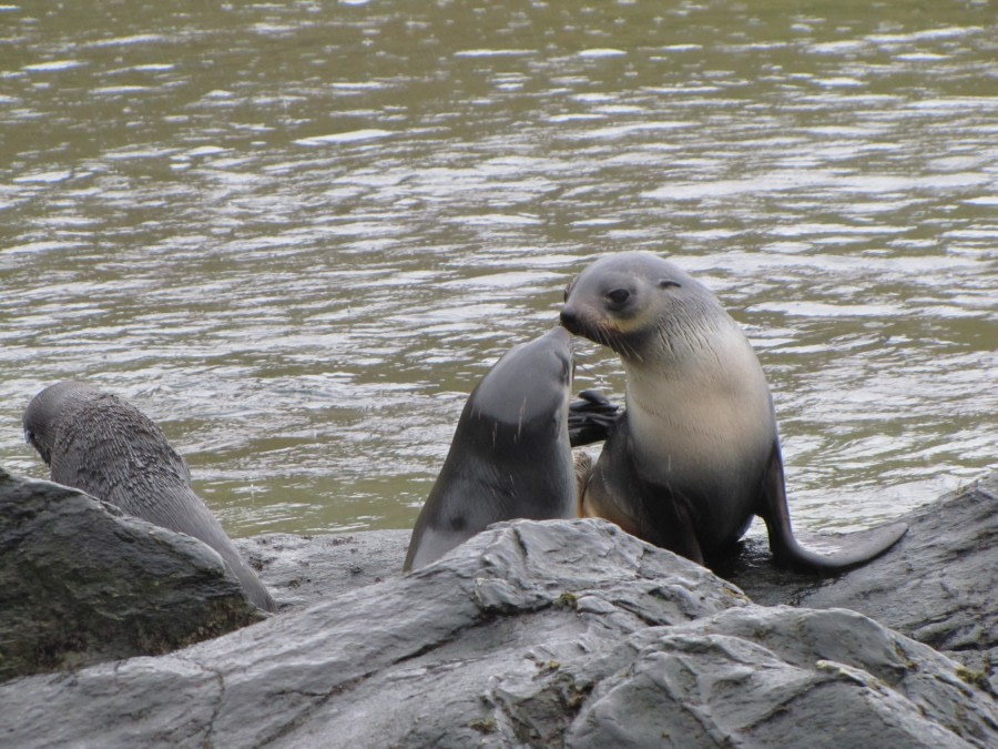 OTL29-18 Day 9 Godthul Fur seals © Oceanwide Expeditions.JPG
