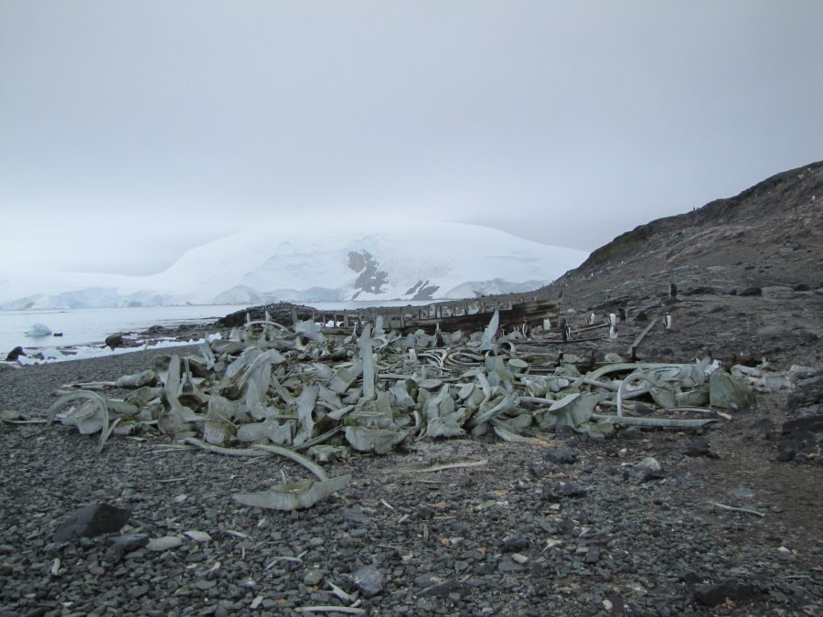 OTL29-18 Day 15 Mikkelsen whale bones © Oceanwide Expeditions.JPG