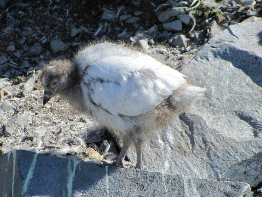 OTL29-18 Day 14 Esperanza skua chick © Oceanwide Expeditions.JPG