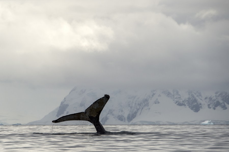 OTL31-18 Day 8 Renato Granieri_Foyn harbour © Oceanwide Expeditions.jpg