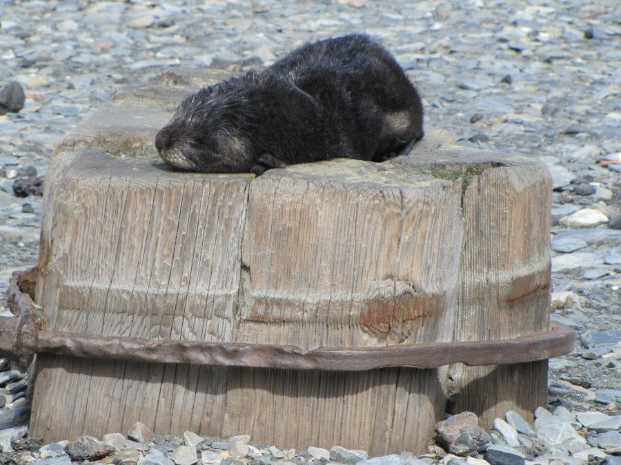 OTL29-18 Day 9 Ocean Harbour Fur seal 1 © Oceanwide Expeditions.JPG