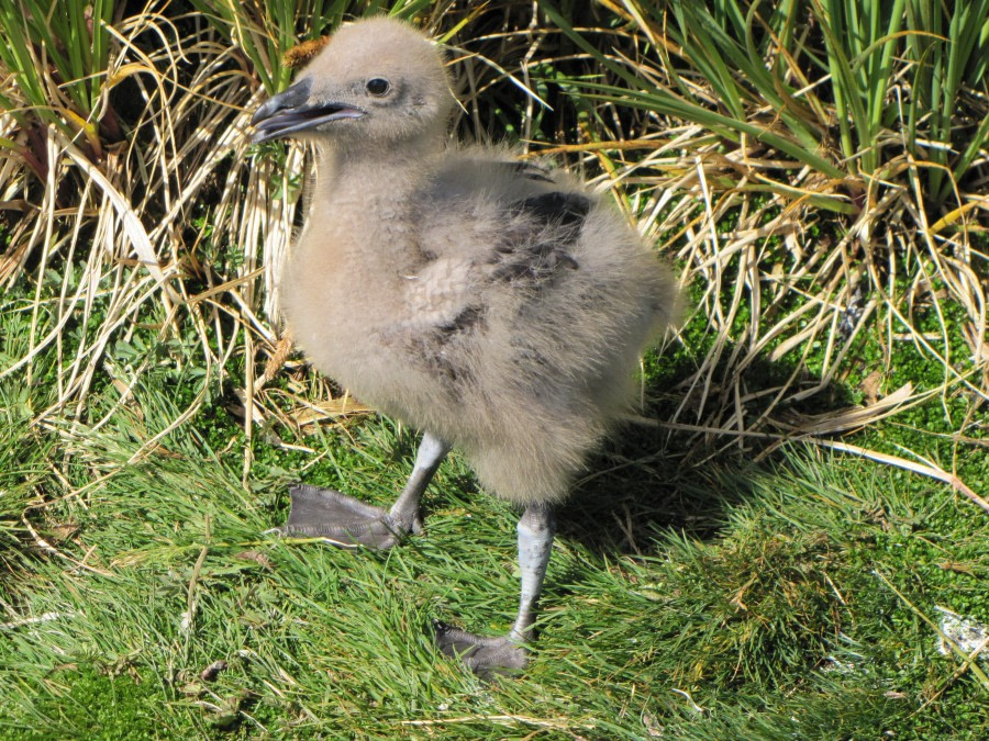 OTL29-18 Day 2 Prion Island Skua chick 1 © Oceanwide Expeditions.JPG