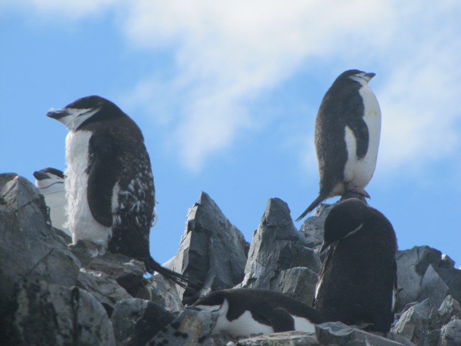 OTL29-18 Day 16 Half Moon Chinstraps 3 © Oceanwide Expeditions.JPG