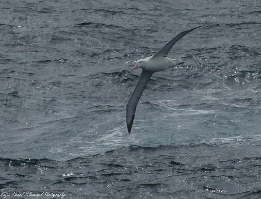 At Sea in the Drake Passage