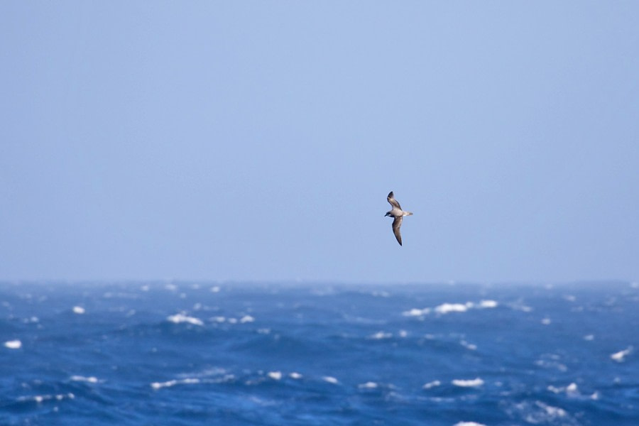 At Sea towards the Antarctic Peninsula