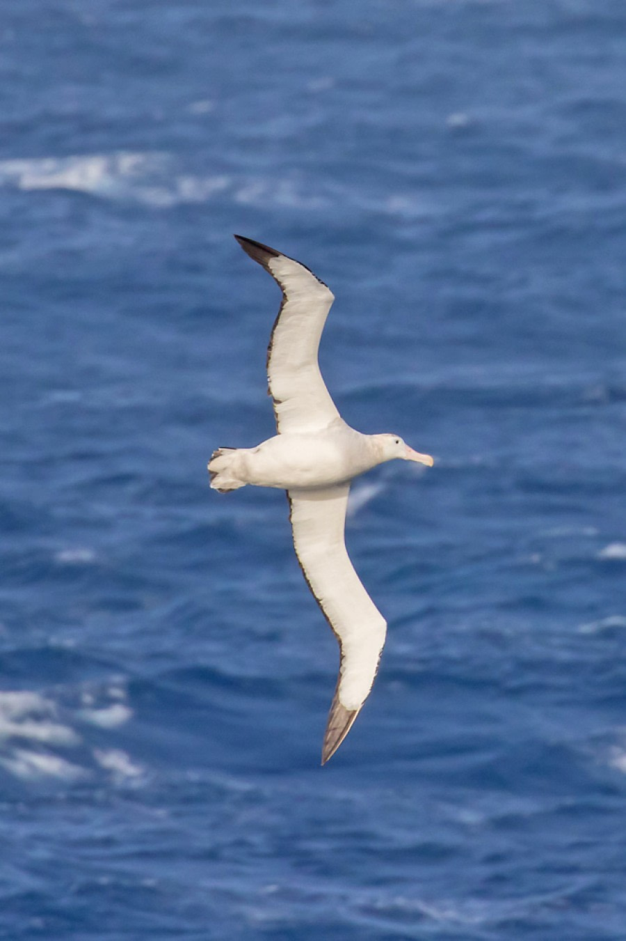 OTL30-18 Wandering Albatross-3281 © Oceanwide Expeditions.jpg