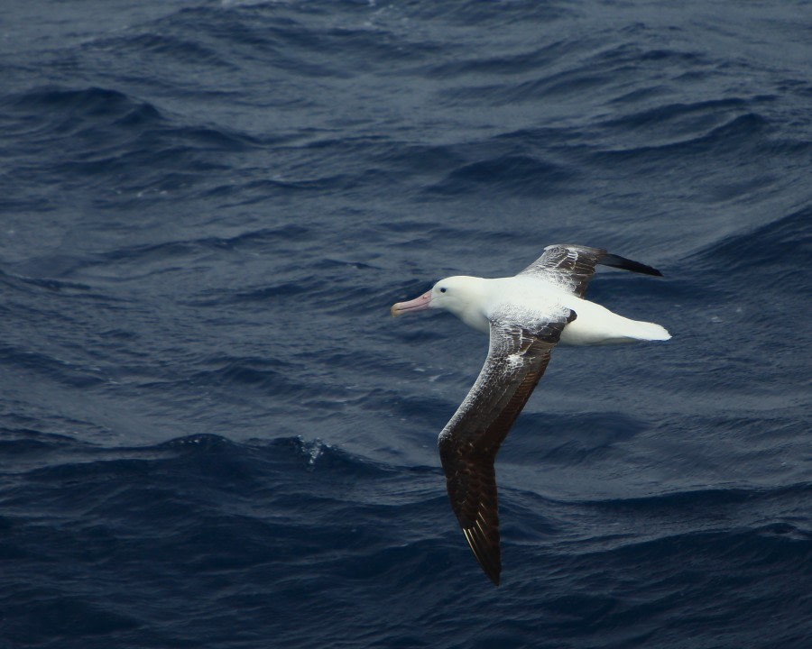 PLA29-18 Day 5 _U6A6118 © Oceanwide Expeditions.JPG