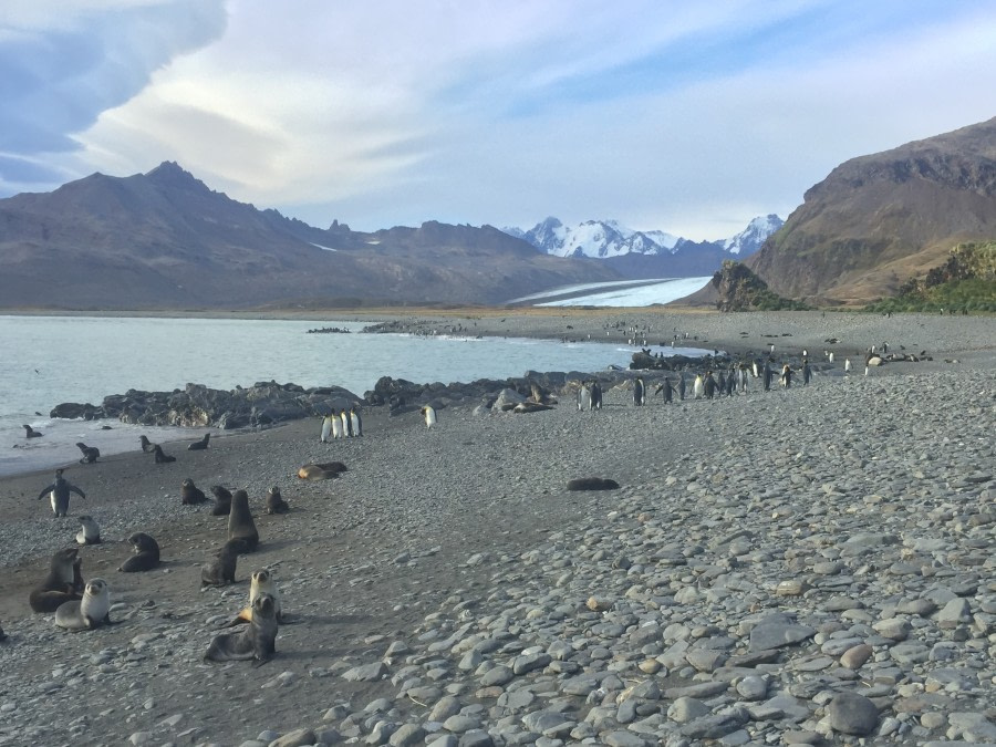 Fortuna Bay & Stromness Harbour, South Georgia