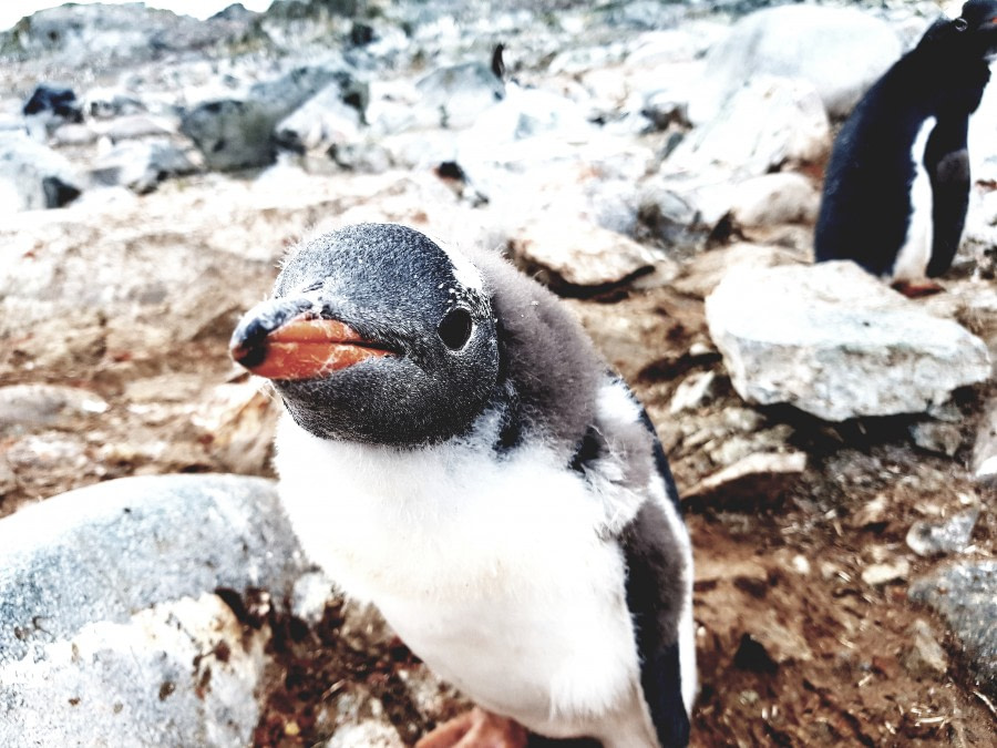 Stony Point and Cuverville Island, Antarctica