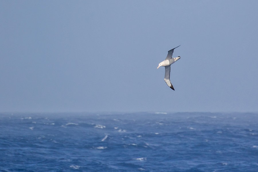 OTL30-18 Wandering Albatross-4267 © Oceanwide Expeditions.jpg