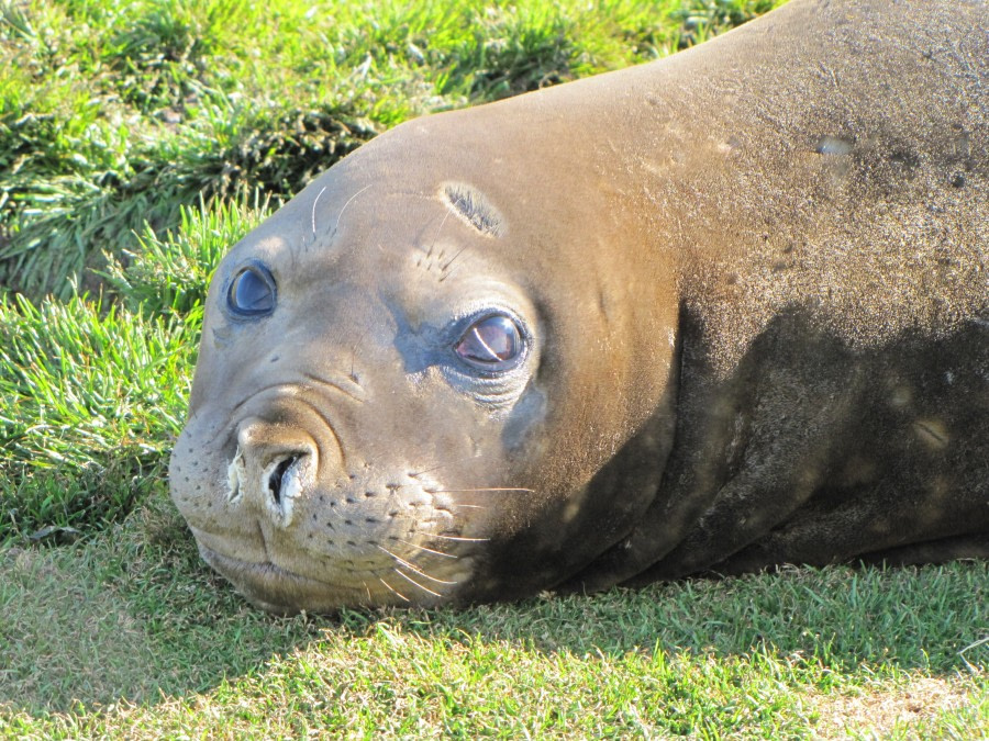 OTL29-18 Day 8 Grytviken Elephant seal © Oceanwide Expeditions.JPG