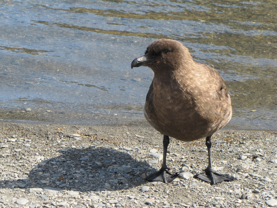 OTL29-18 Day 9 Ocean Harbour skua © Oceanwide Expeditions.JPG