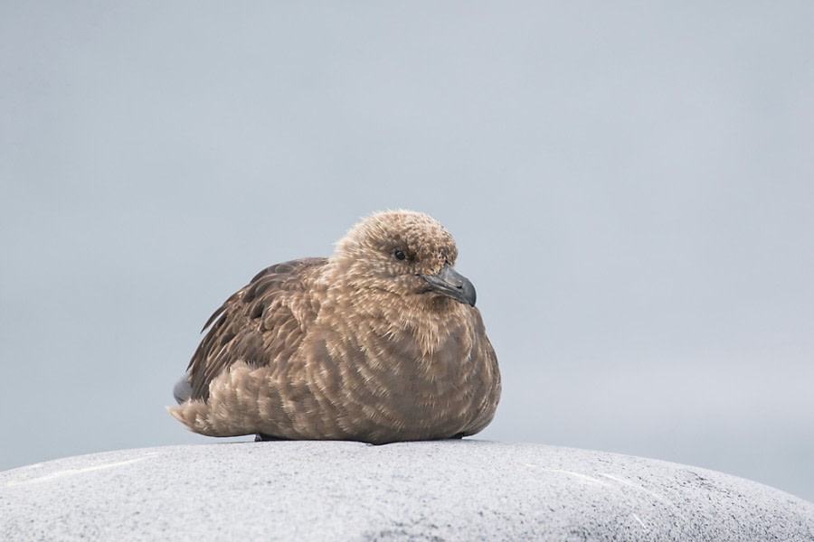 OTL30-18 skua-3520 © Oceanwide Expeditions.jpg