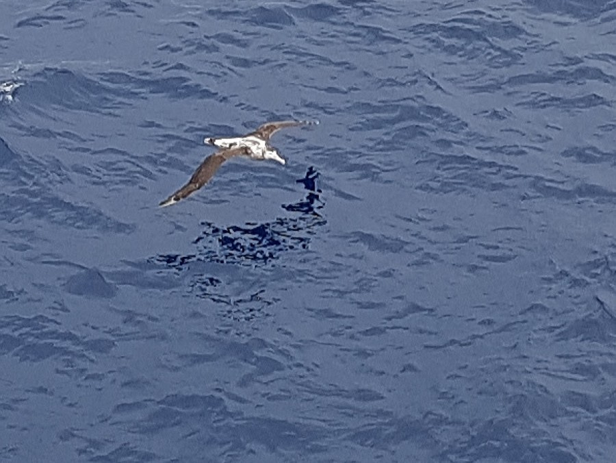 At Sea Drake Passage Southward