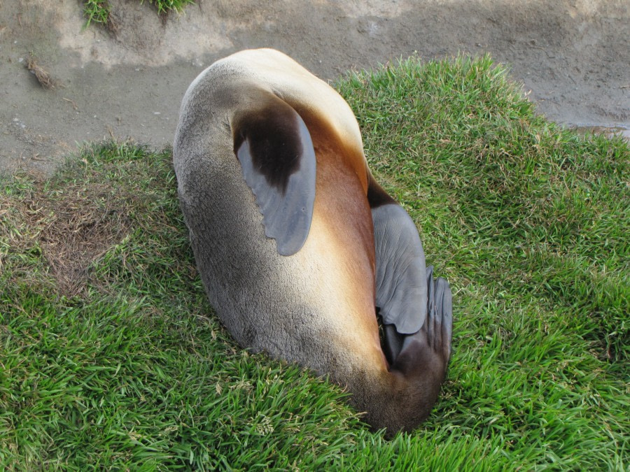 OTL29-18 Day 9 Ocean Harbour Fur seal 2 © Oceanwide Expeditions.JPG