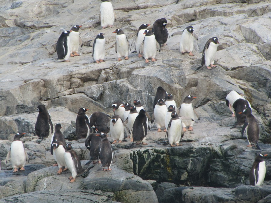 Mikkelsen Harbour & Cierva Cove, Antarctic Peninsula