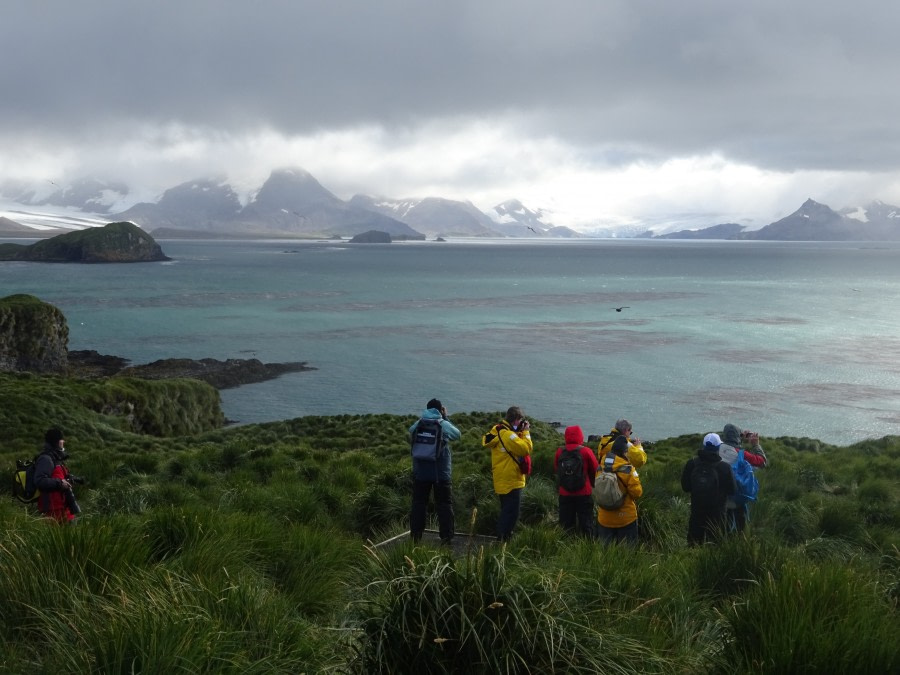 PLA29-18 Day 7 Prion Island DSC08711 © Oceanwide Expeditions.JPG