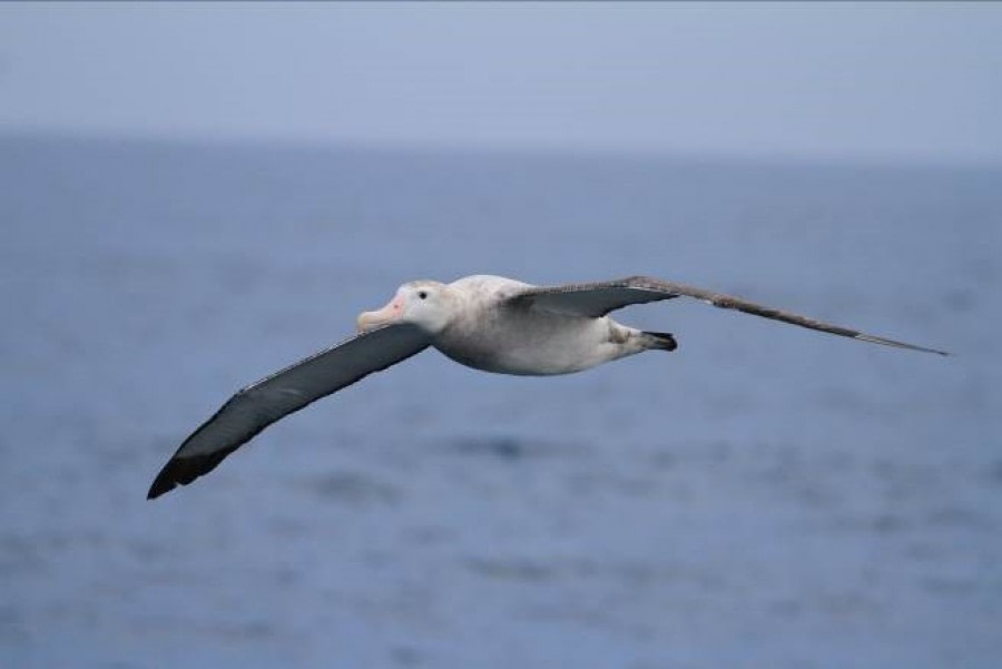 At Sea Sailing to the Falkland Islands