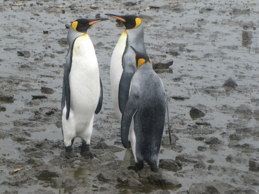 OTL29-18 Day 2 Salisbury Plain penguins 1 © Oceanwide Expeditions.JPG