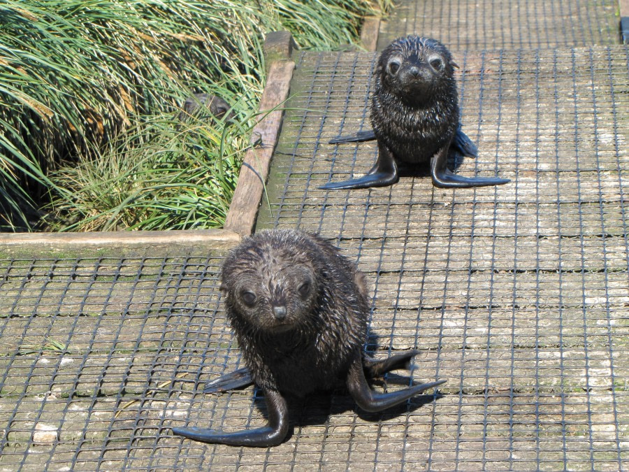 OTL29-18 Day 2 Prion Island Fur seals 1 © Oceanwide Expeditions.JPG