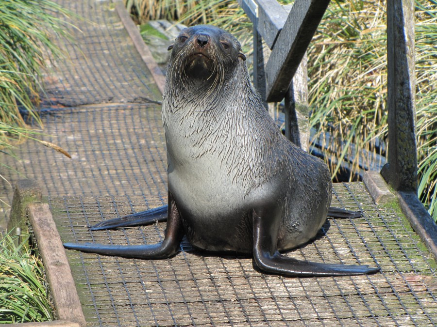 OTL29-18 Day 2 Prion Island Fur seal 1 © Oceanwide Expeditions.JPG